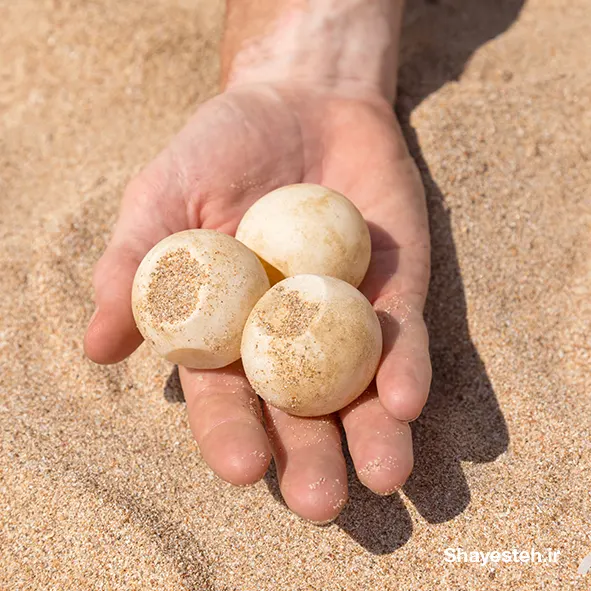 Preventing the theft of turtle eggs